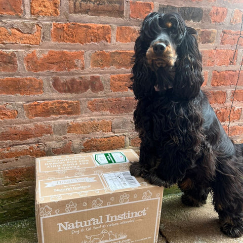 Nellie the black and tan cocker spaniel with her Natural Instinct delivery