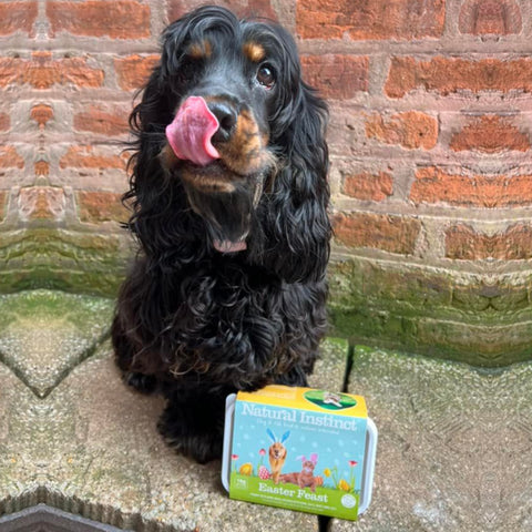 Nellie the black and tan cocker spaniel with her Natural Instinct Easter Feast