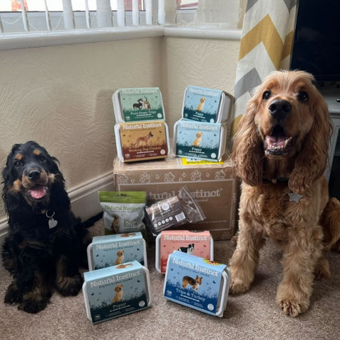 Freddie and Nellie the cocker spaniels with their Natural Instinct food order