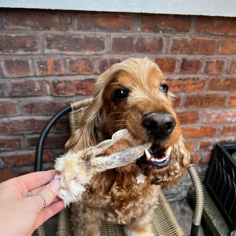 Freddie the golden cocker spaniel chewing a Natural Instinct rabbit ear