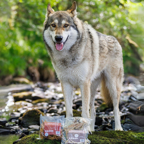 Cal the wulfdog outside with his Natural Instinct Chicken Hearts and Rabbit Ears