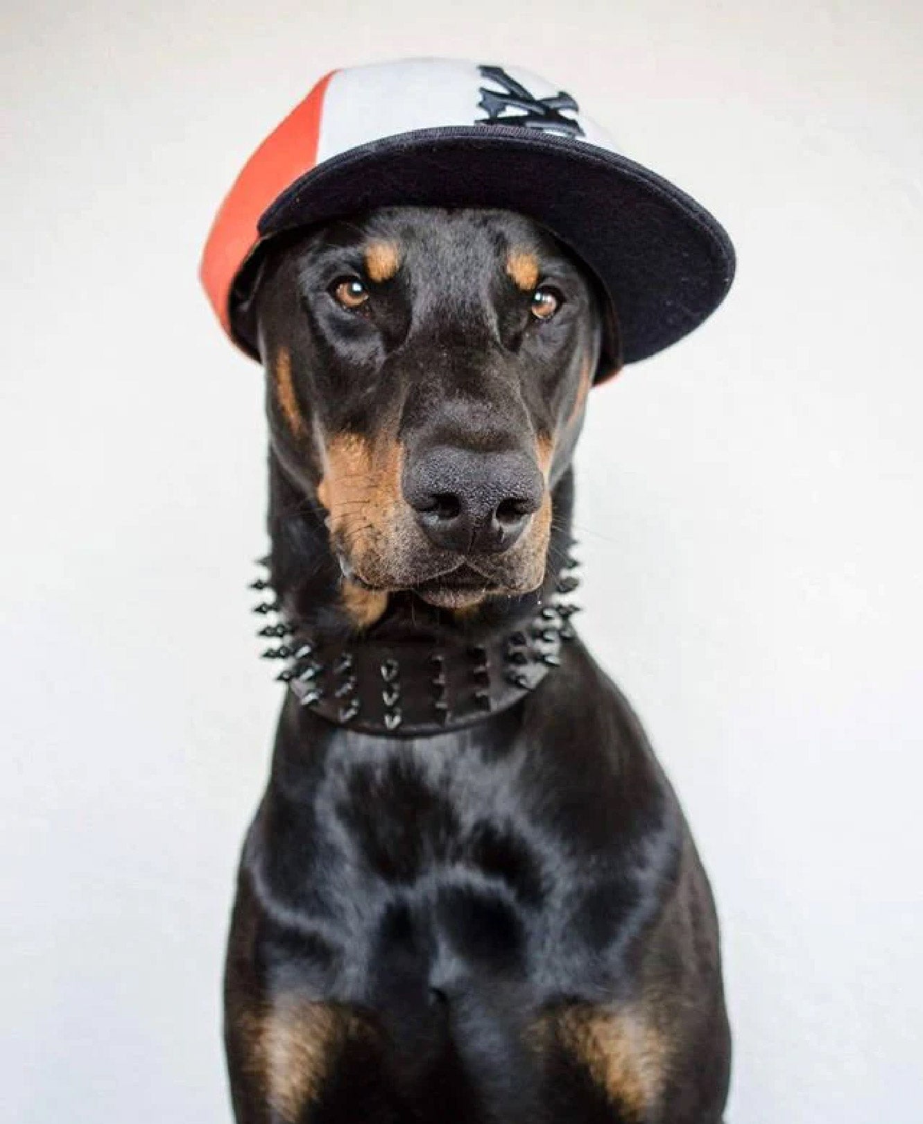 Shaya Pets The Taylor Medium Collar in Embossed Yellow & Black