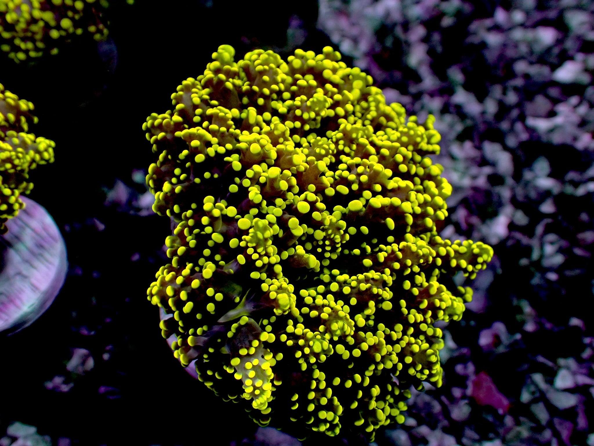 Ultra neon yellow Octospawn 1” frag WYSIWYG