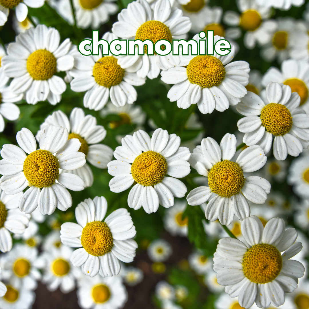 White chamomile flowers with yellow centers and green leaves.