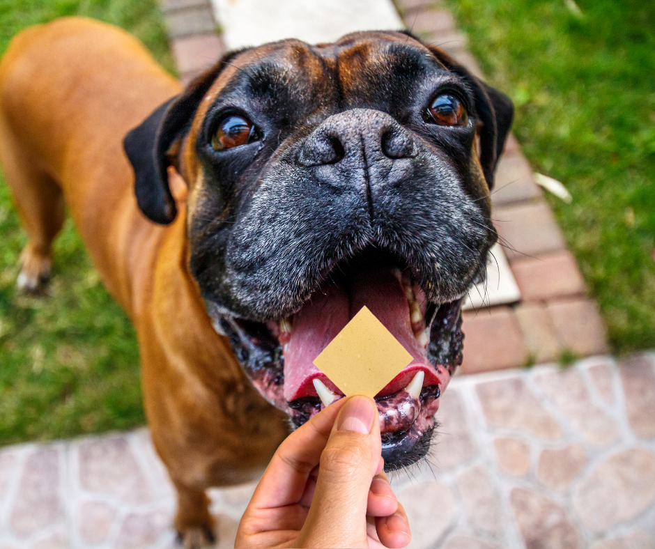Close-up of a happy dog looking at a treat held by a human hand.