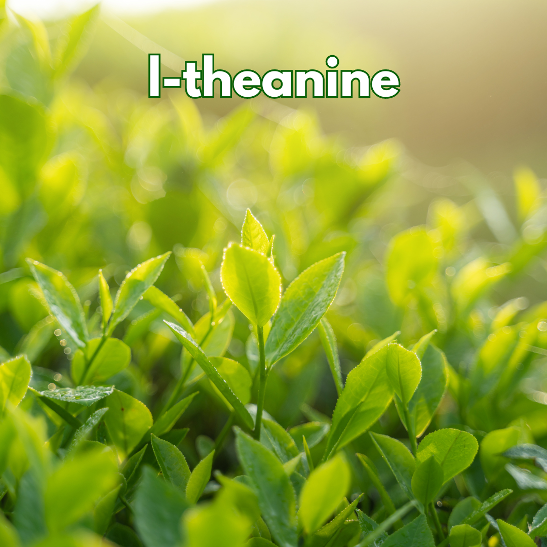 'L-theanine' text overlay on fresh, dew-covered green tea leaves with sunlight filtering through.