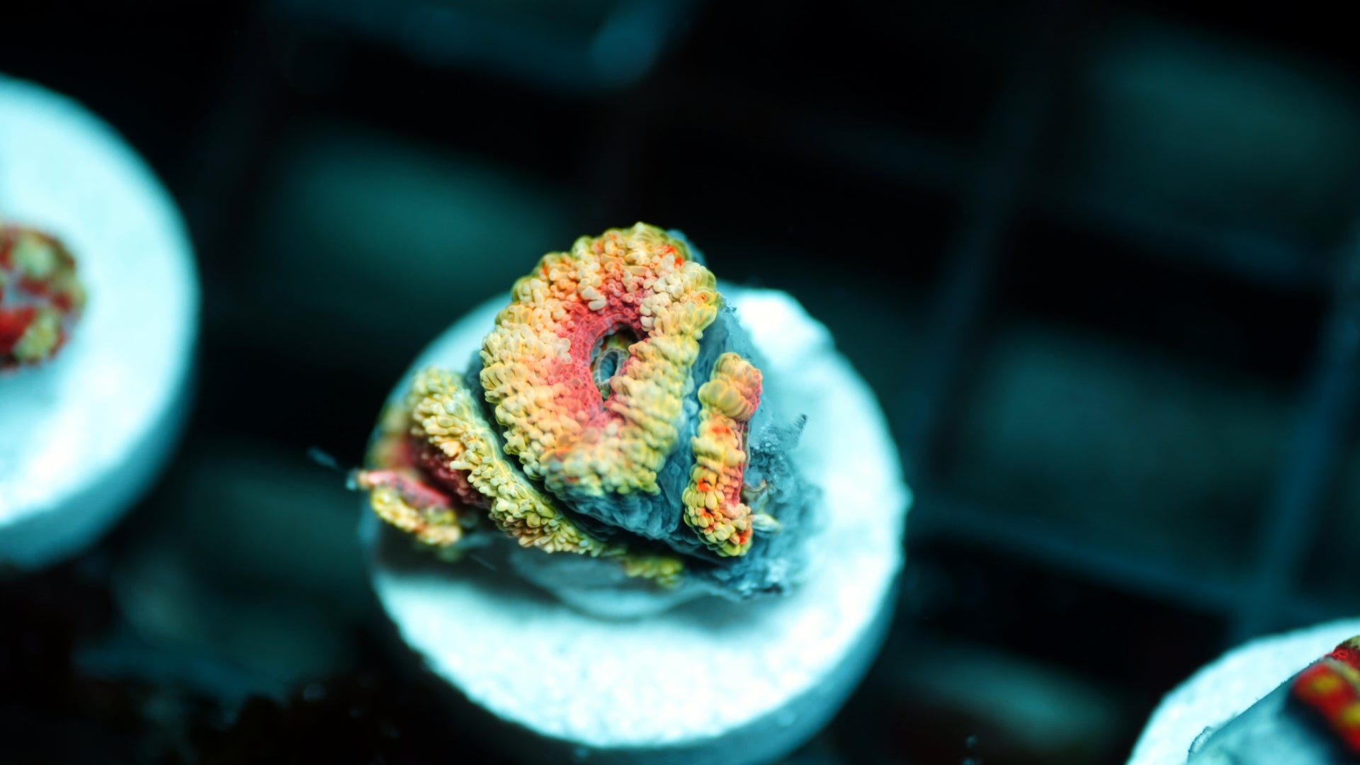Aussie Micromussa (Acan) Lord (WYSIWYG)