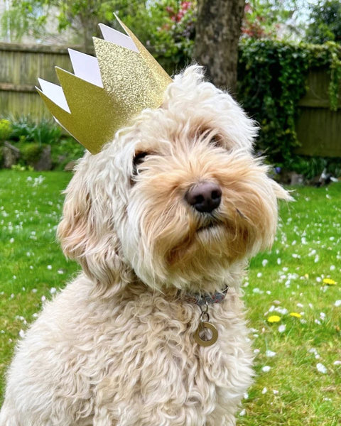 Mary Kilvert's dog Honey wearing a golden crown for the coronation of King Charles III