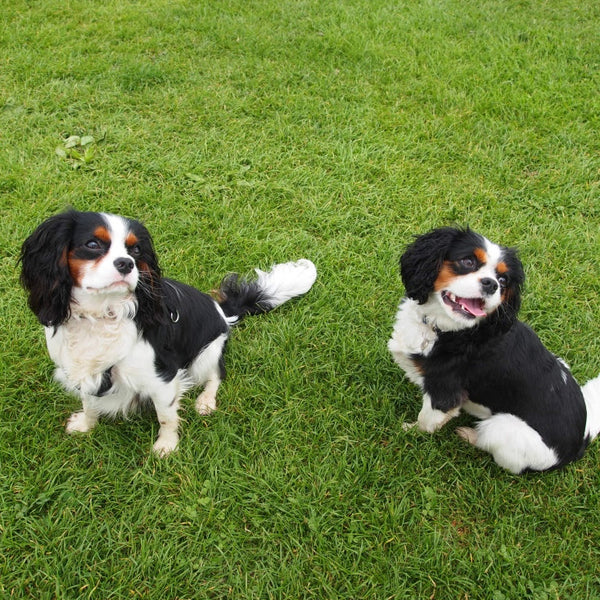 Bertie and Bailey King Charles Cavalier Dogs