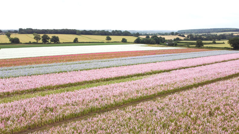 Shropshire Petals flower field