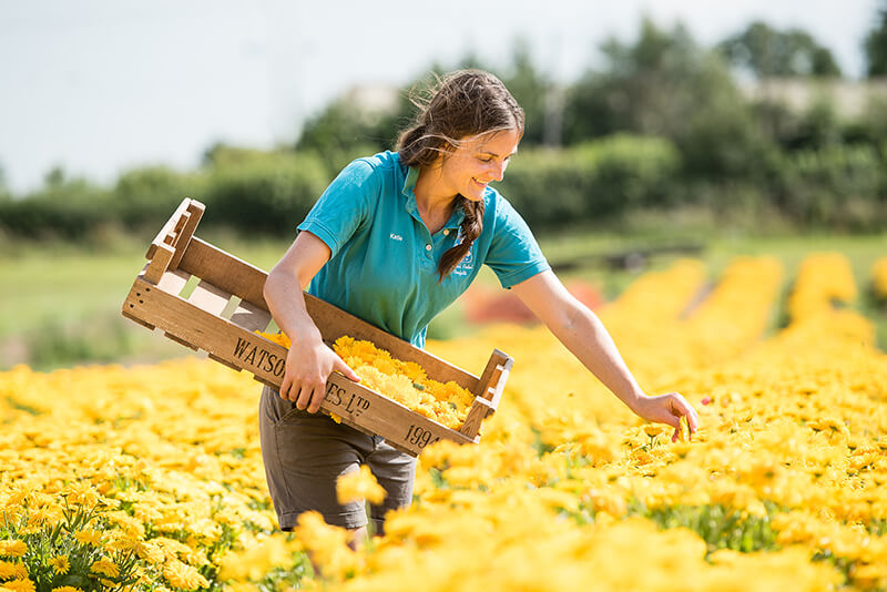 Calendula being handpicked in the Shropshire Petals field