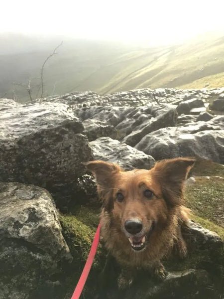 Dog at top of Malham Cove