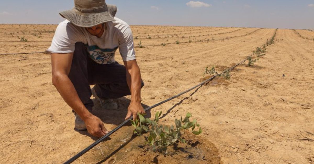 Farmer tending to drip lines in arid climate