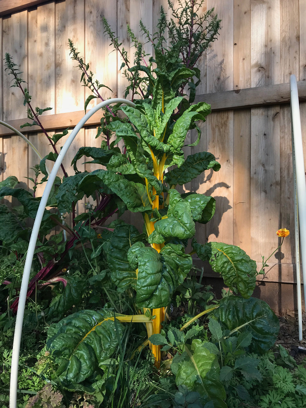 Giant Swiss Chard Plant grown with Chicken Compost