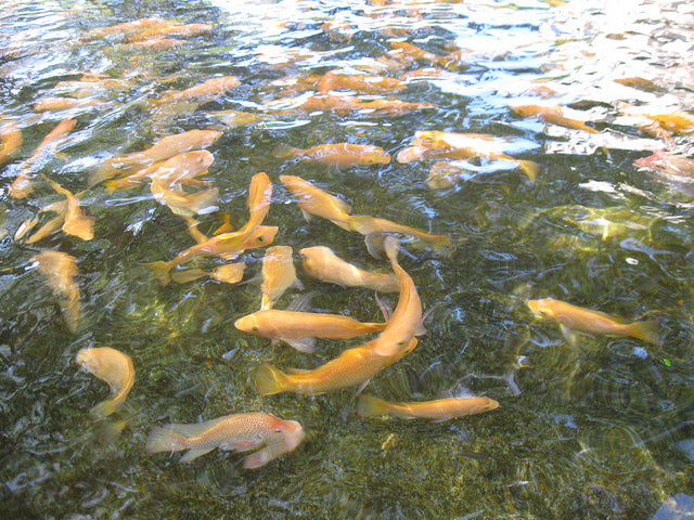 Fish in pond