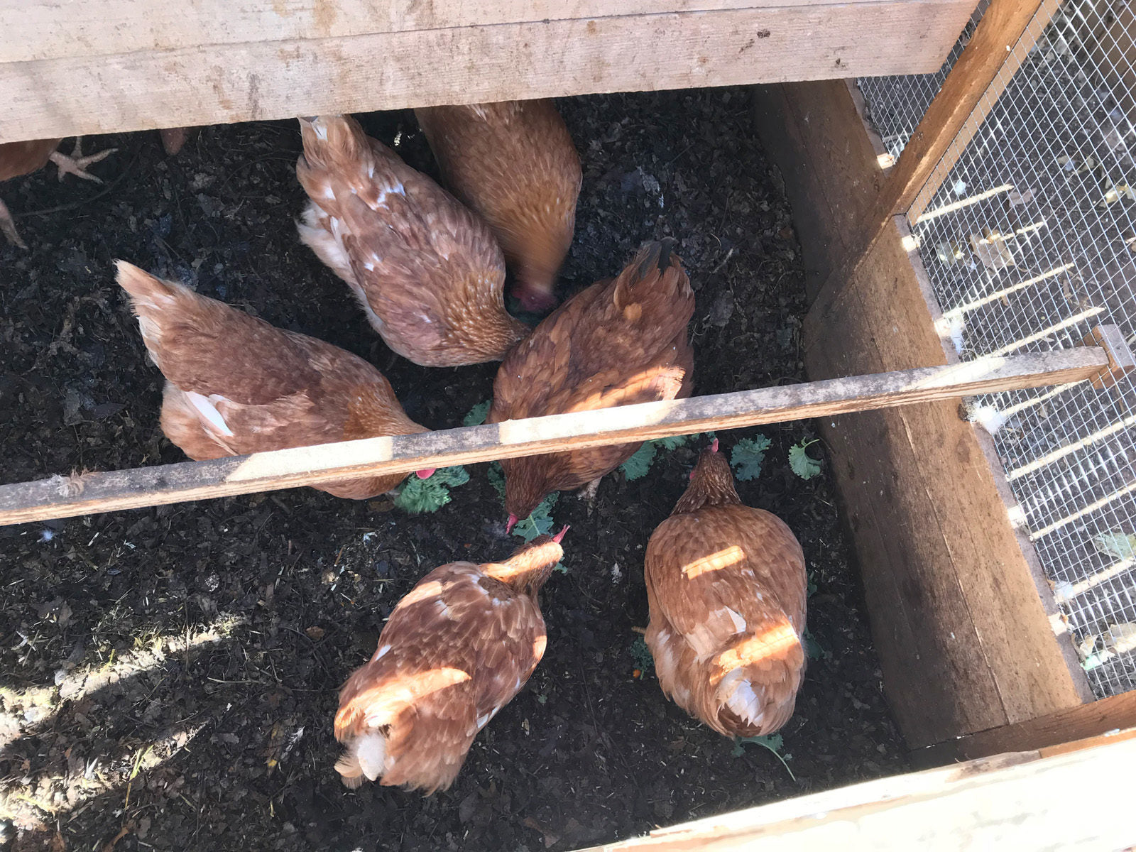 Chickens Eating Kitchen Scraps & Weeds in the Coop