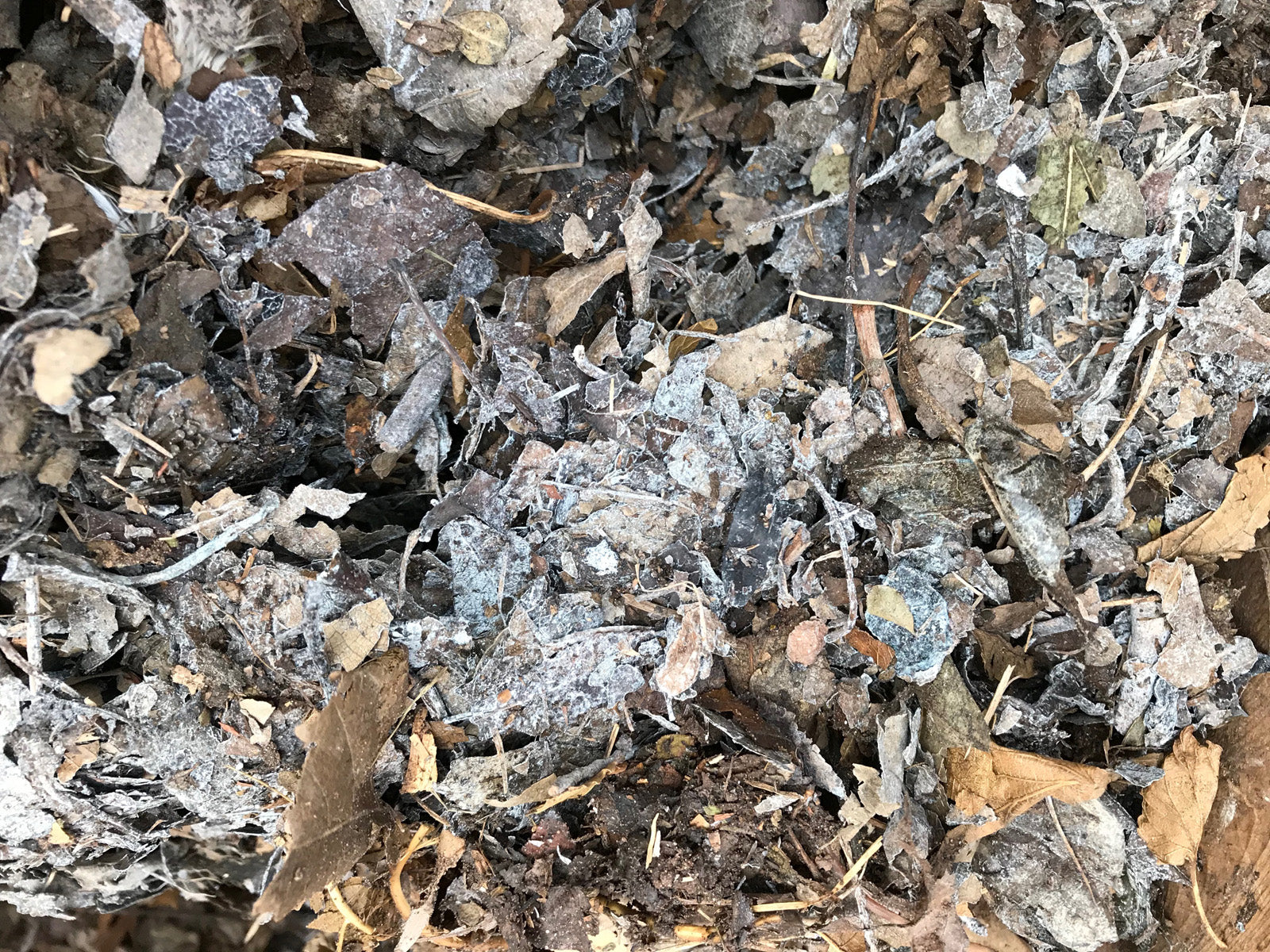 Leaf Compost 2