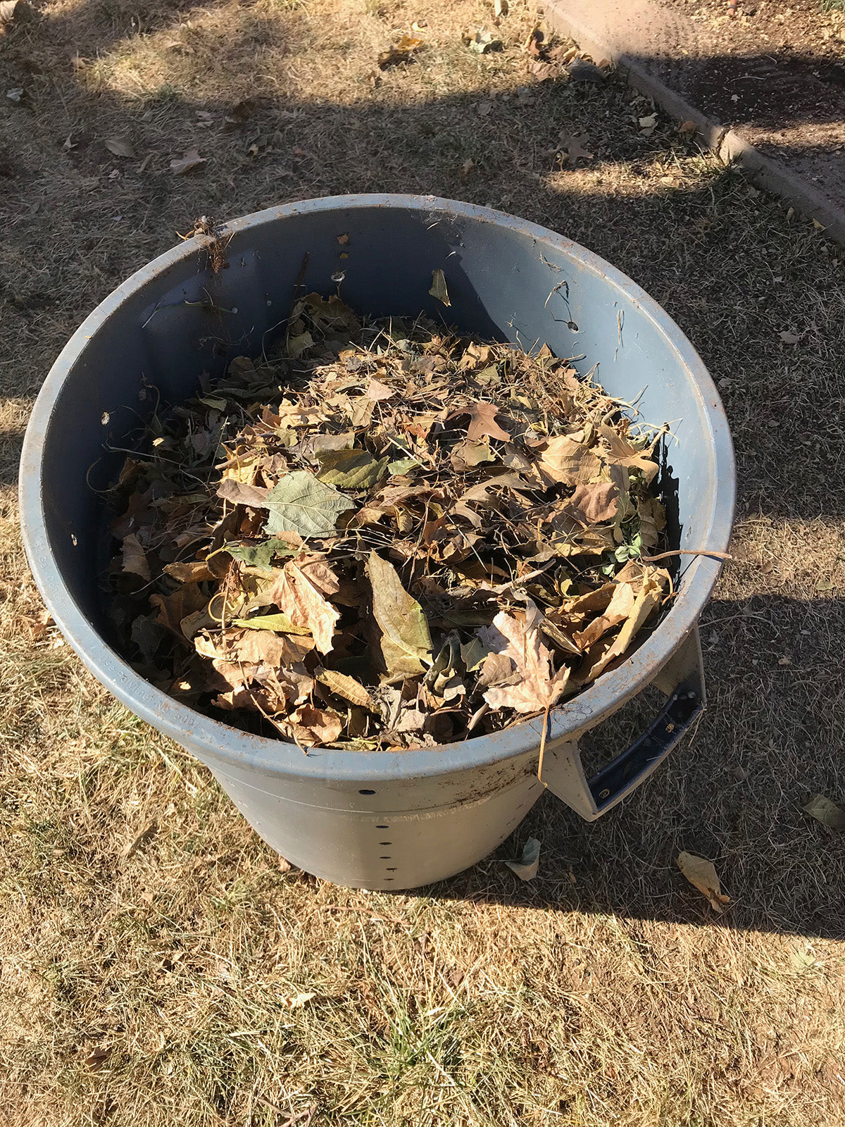 Leaves Gathered from Yard