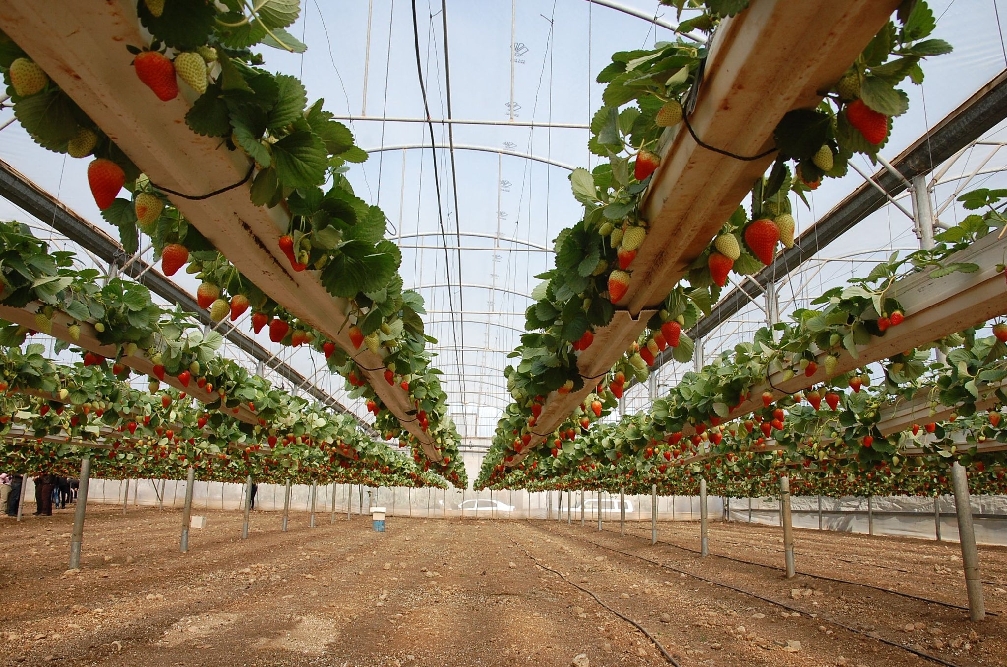 Growing Strawberries Overhead in Israel