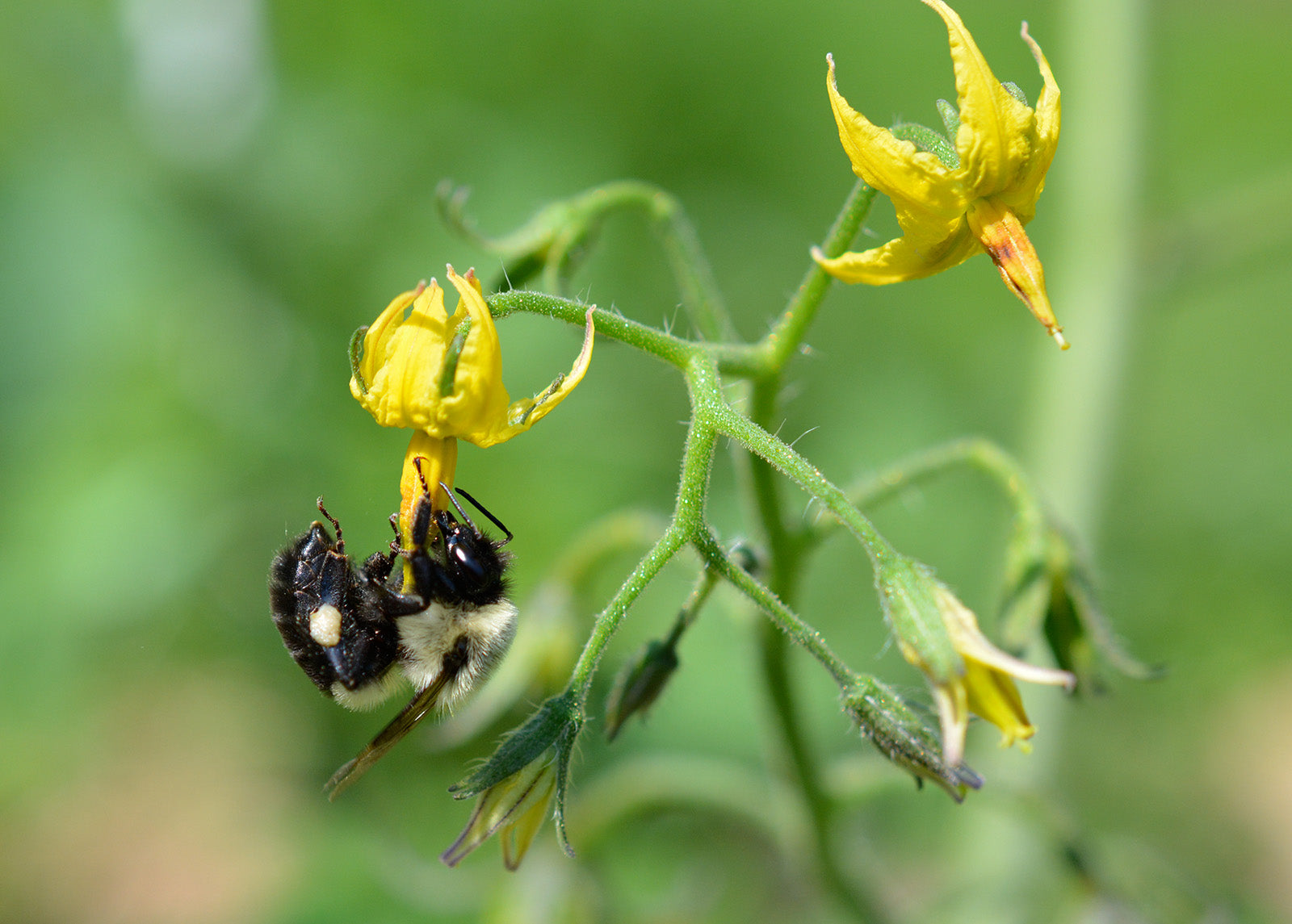 Bee Pollinating tomato flower in greenhouse