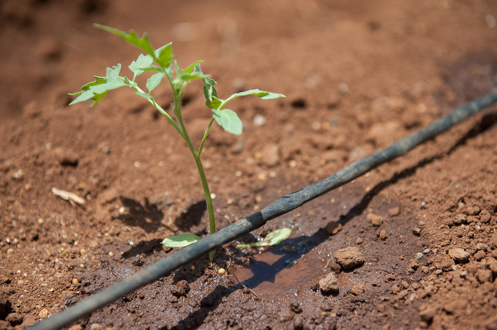 Drip line watering plant for water conservation