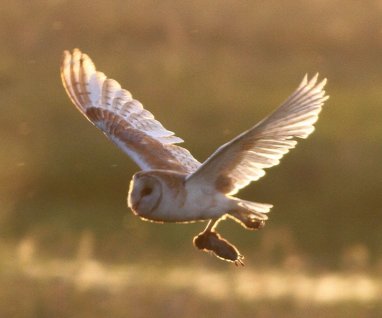 Owl catching rodent for pest control on farm