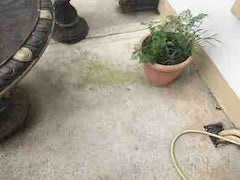 Green algae growing around plant pot before treating with Benz Perma Cleanze