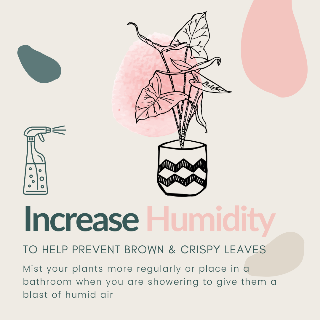 Summer care for your houseplants