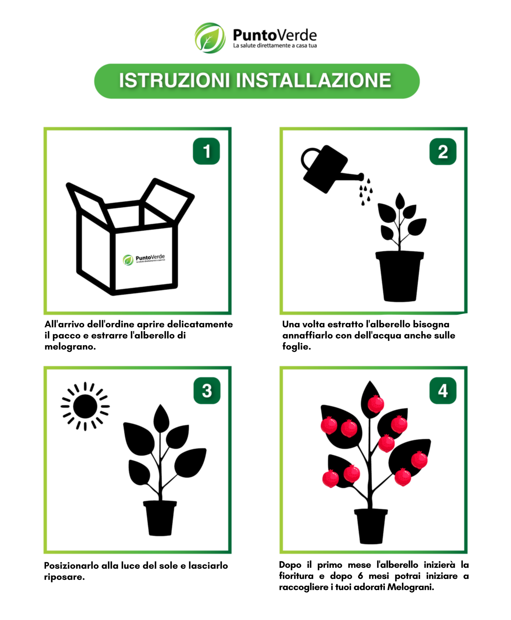 Dopo-il-primo-mese-lalberello-iniziera-la-fioritura-e-dopo-6-mesi-potrai-iniziare-a-raccogliere-i-soi-frutti-1687x2048