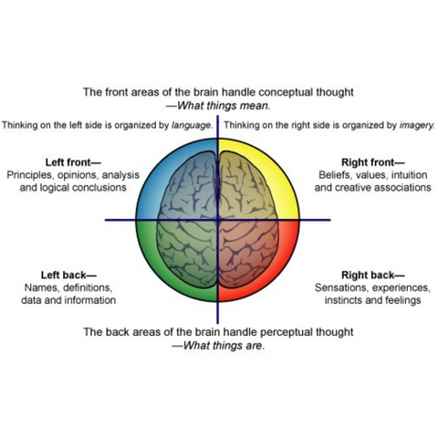 The Four Brain Model-Soullab