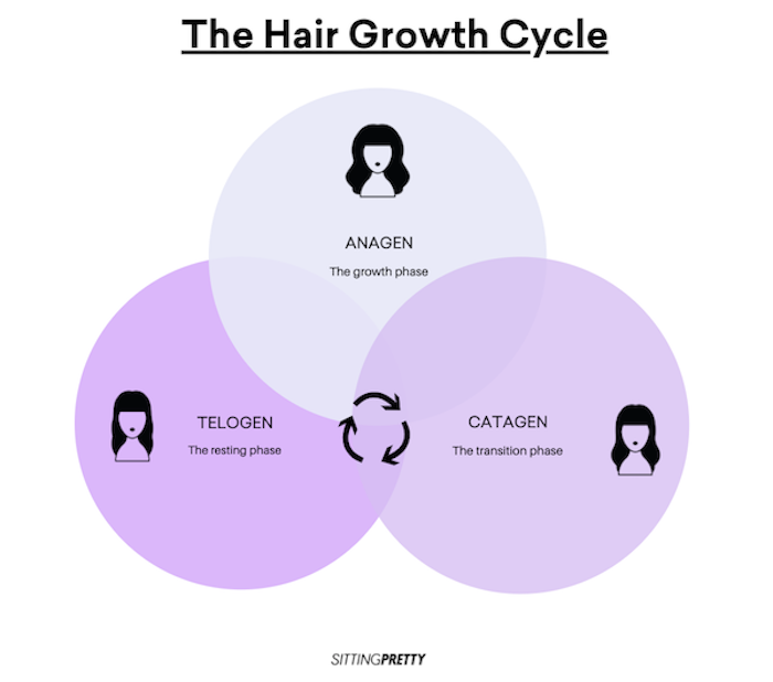the hair growth cycle; moving through the anagen, catagen and telogen cycles of hair growth.