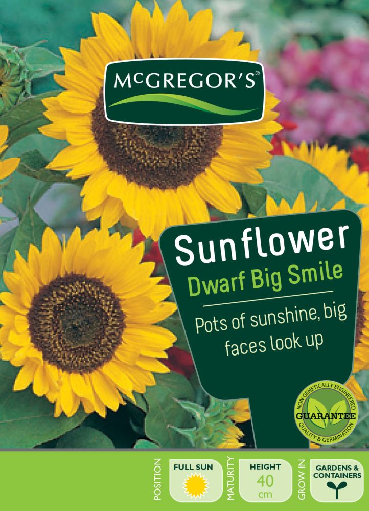 Seeds M Sunflower Dwarf Big Smile Sunny S Variety Stores