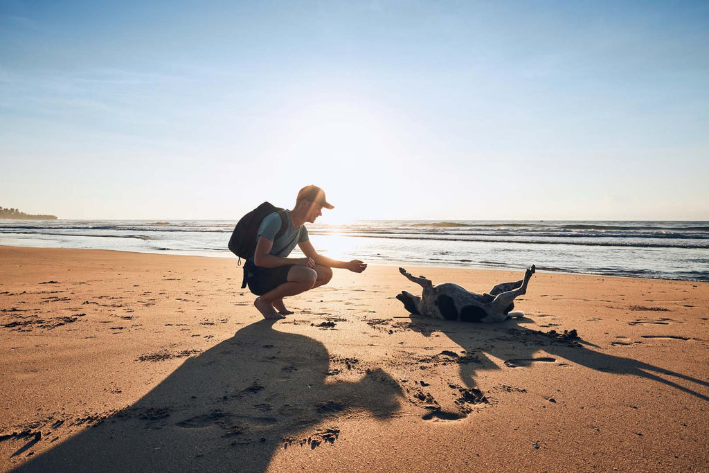 Dogs and Beach