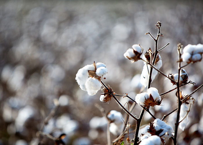 Swiss Organic Cotton