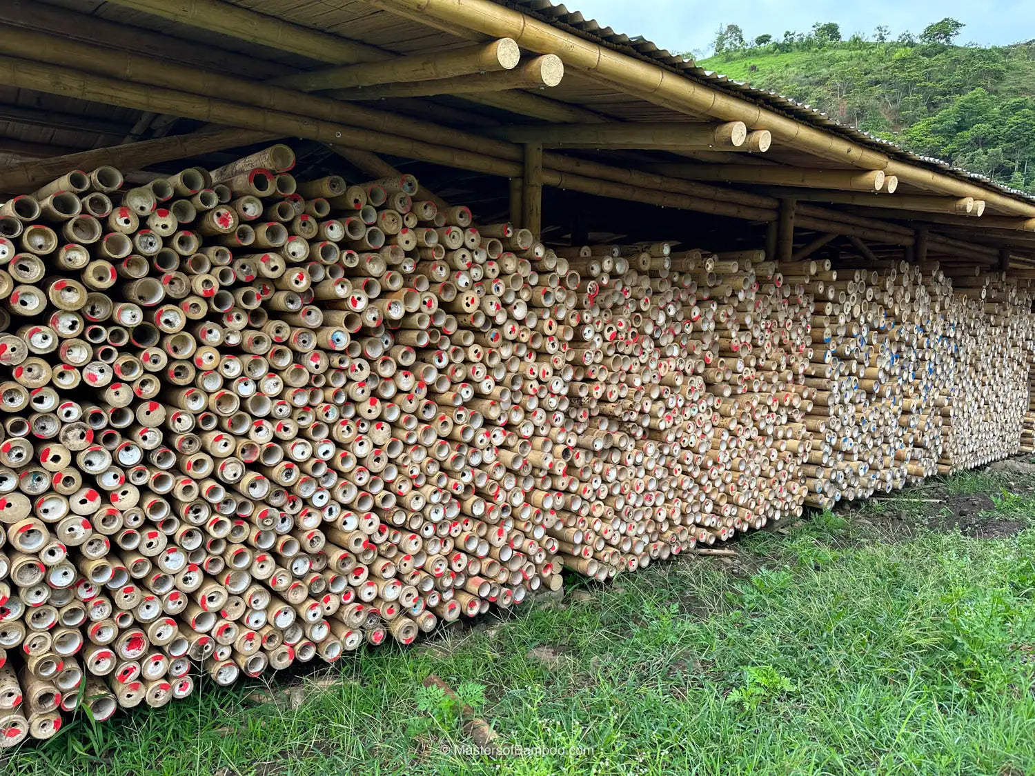 Guaduapalen met verschillende kleurcodes voor diameters