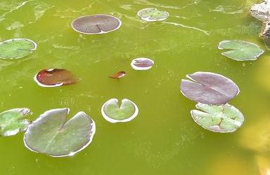 Een UV-C filter ook wel UVC filter genoemd tegen groen vijverwater door zweefalgen