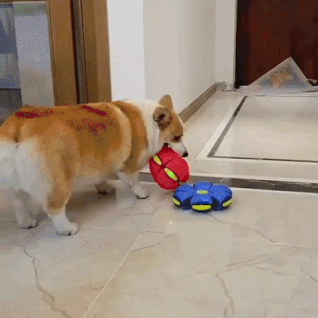 Flying Saucer Ball Dog Toy GIF Ad