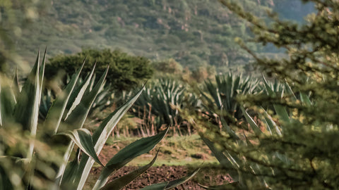 Paisaje en la sierra de nayarit con plantas silvestres y maguey