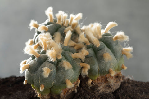 lophophora-williamsii-native-mexico_peyote_planta_de_poder_SAGRADA_huicholes