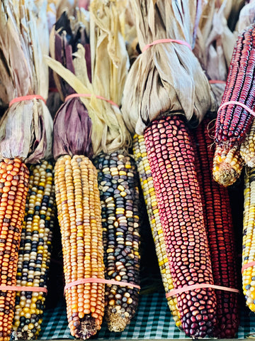 maiz organico mexicano de colores amarillo, azul, rojo