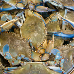 bushel of live blue crabs