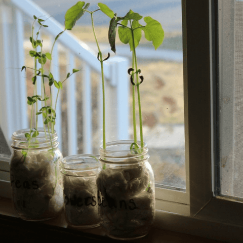 Grow seedlings in a jar.  Earth Day activity for kids.