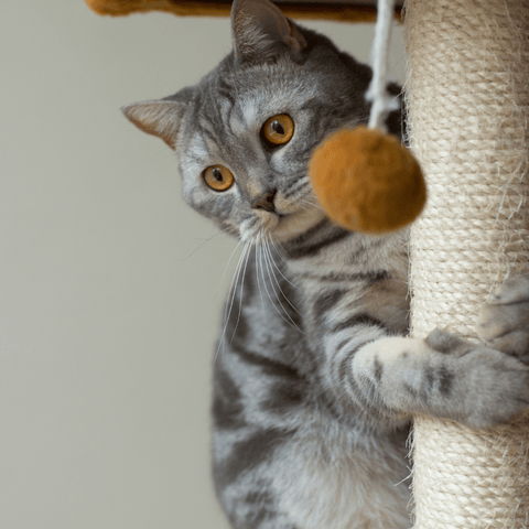 Cat with scratcher