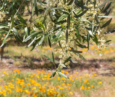 floración del olivo