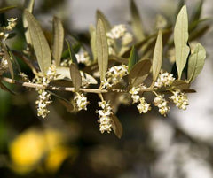 floración del olivo 2