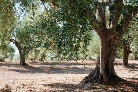 Árbol del olivo