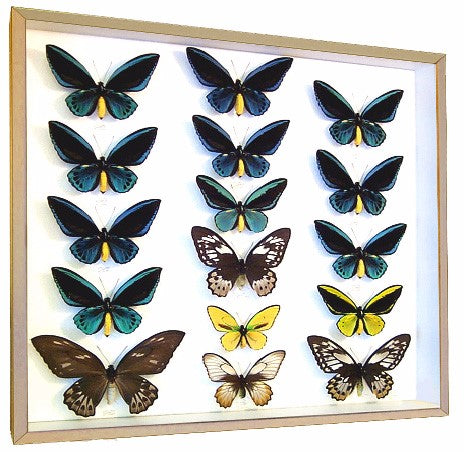 Birdwing Butterfly Collection