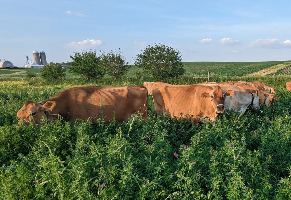 Kalona SuperNatural Cows