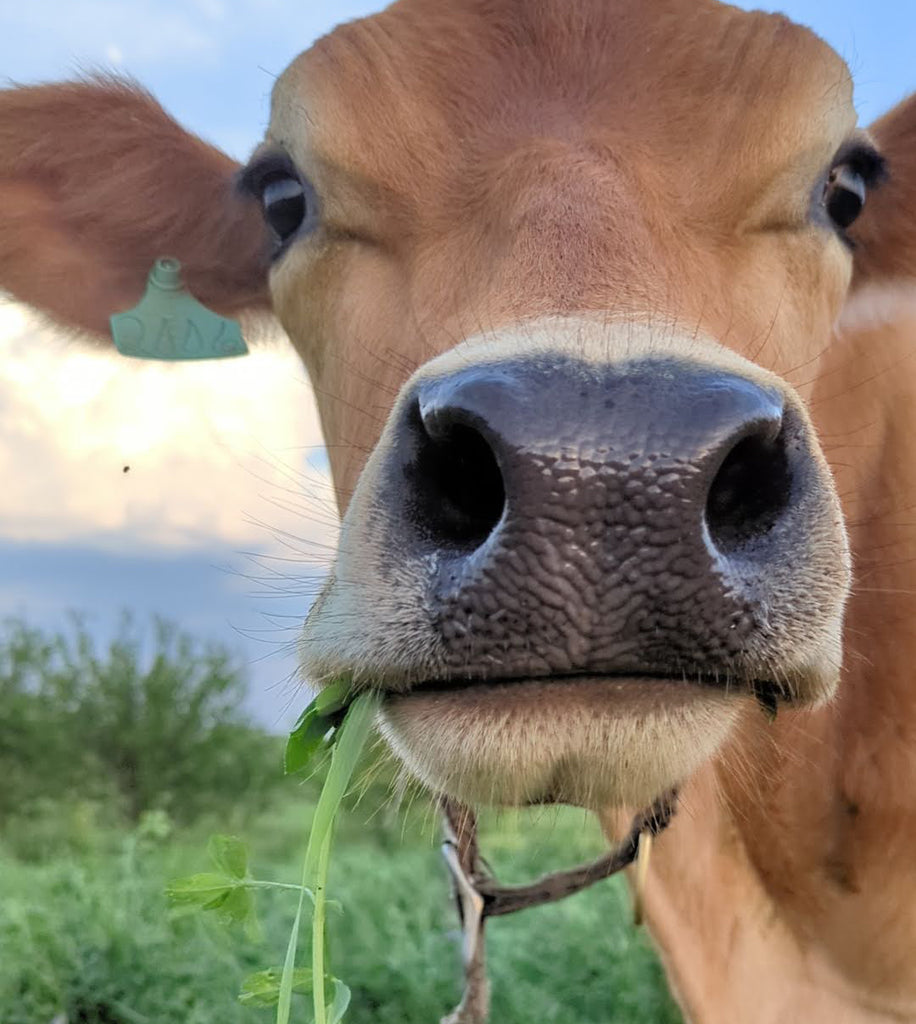 The cutest cow ever.