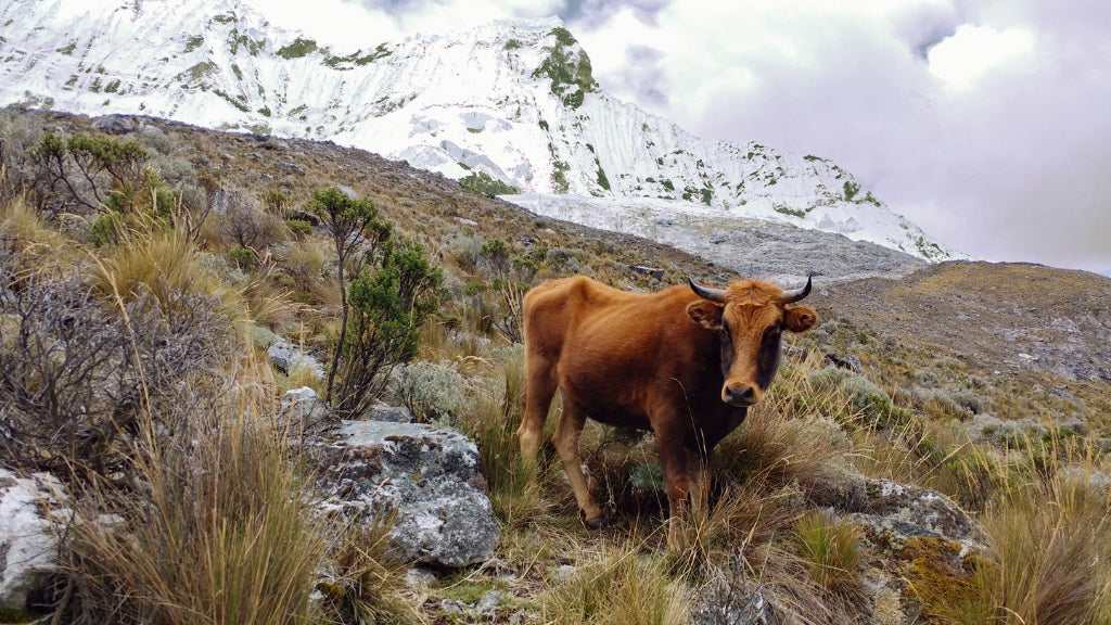 Cow in mountains in Ancash Huaraz Peru at Laguna 69 